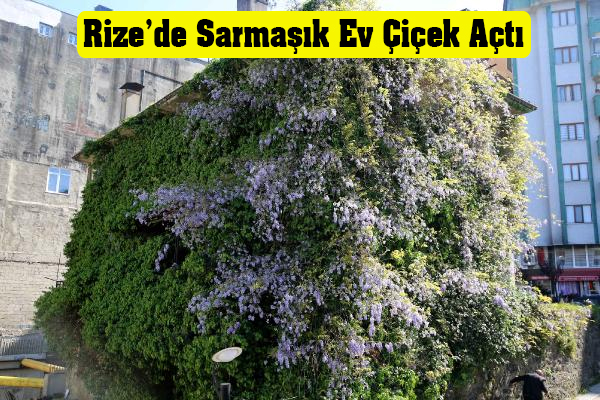Rizede sarmak ev iek at