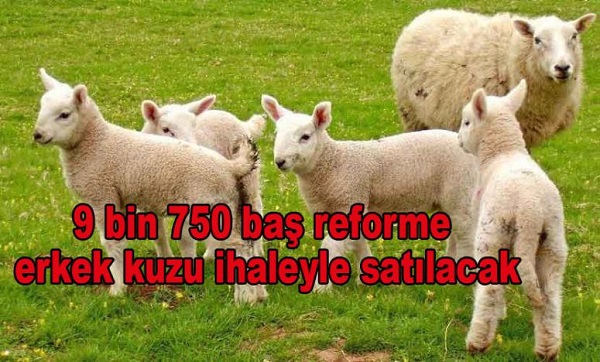 9 bin 750 ba reforme erkek kuzu ihaleyle satlacak