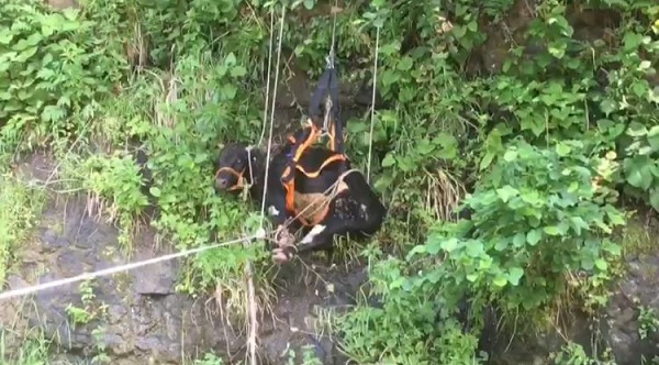 Trabzon`da ormanlk alanda mahsur kalan 3 inek itfaiye ekiplerince kurtarld