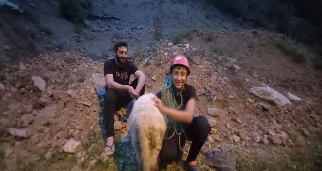 Dedesinin kayalklarda mahsur kalan koyununu dac torunu kurtard