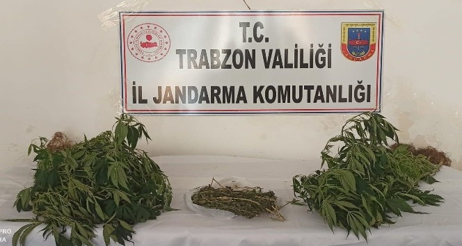 Trabzon`da 152 kk Hint keneviri ele geirildi