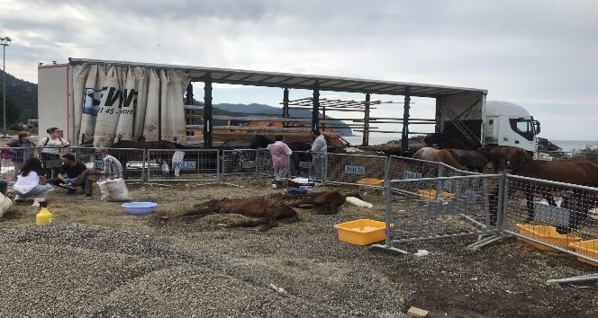 Hopa`da bir tır dorsesinde ölüme terk edilen atlar için gönüllüler seferber oldu