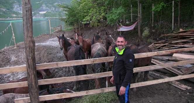 Artvin`de lme terk edilen atlara barnak bulunamaynca gen turizmci tesisini at