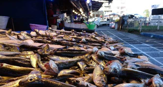 Karadeniz`de istavrit ve inekop bolluu